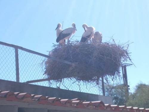 Nesting large birds in the Camargue