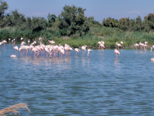 Pink-ish Flamingos in the Camargue