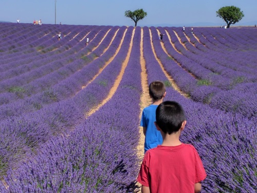 Lavender Fields near Valensole, France