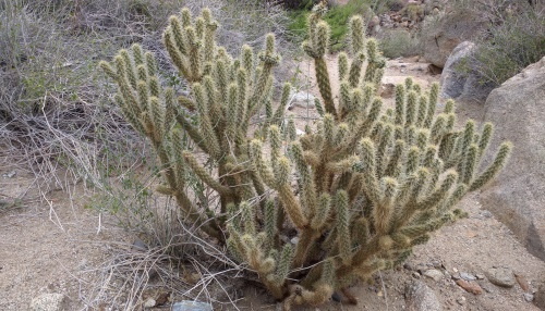 Cholla Cactus along the trail to Palm Tree oasis