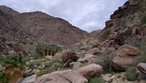 Approaching the Palm Tree Oasis, View from a distance