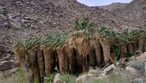 Palm Tree Oasis at the end of Palm Canyon Trail, Anza-Borrego Desert State Park, CA