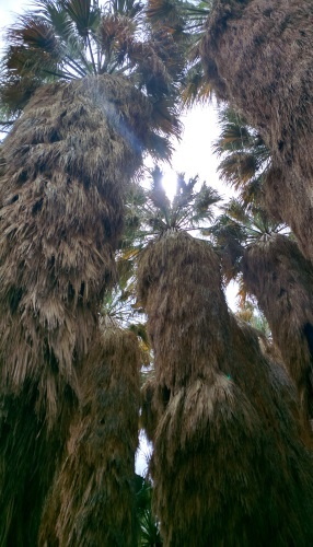 The View from under the Palms