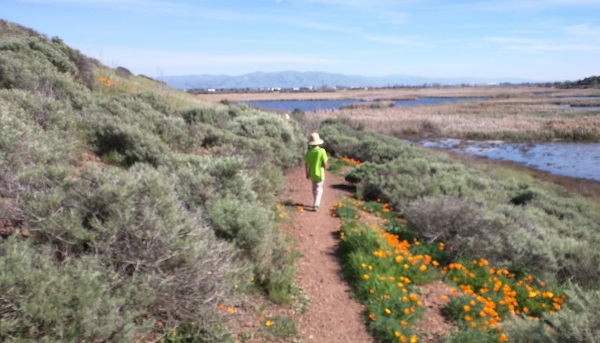 Walking through the wildflowers towards the Marshes, Coyote Hills Regional Park, California