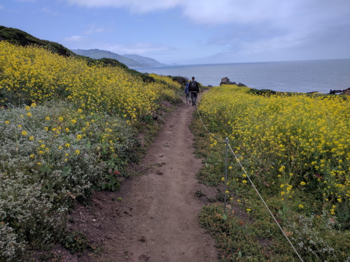 Walking amongst blooming wildflowers towards the ocean at Garrapata Beach, CA