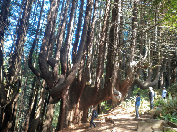 Walking under 500 year old redwood trees growing in the form of a candelabra, near Usal Beach, CA