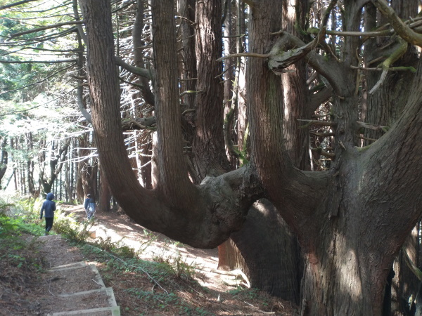 Candelabra redwoods near Usal Beach, California