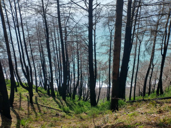 Ocean views through the trees near Usal Beach, California