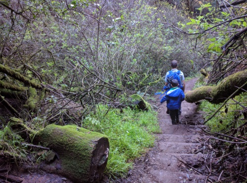 Stairs on Dipsea Trail, Mt. Tamalpais, CA