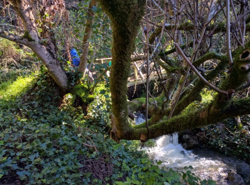 One of many bridges crossing waterfalls on Matt Davis Trail, Mt. Tamalpais, CA