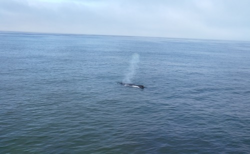 Spouting whale at Pacifica Municipal Pier, CA