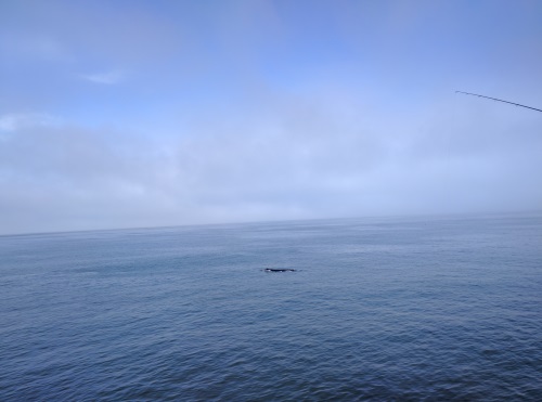 Whale Watching at Pacifica Municipal Pier, CA