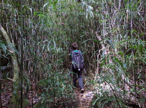 Bamboo tree forest at the bottom leading to Honokane Nui Stream