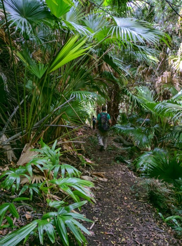 Palm tree grove greeted us at the bottom the ropes section