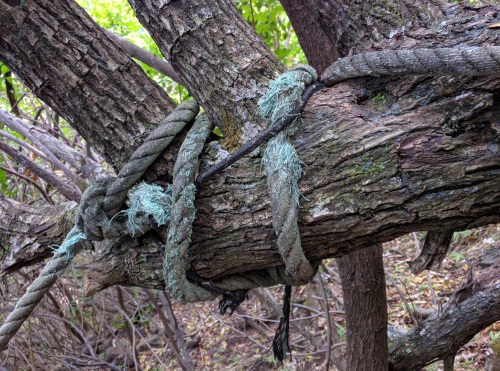 Close-Up of the Ropes on Pololu Valley Trail, Big Island, HI