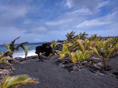 A young coconut grove taking root at the new land at the end of Kapoho-Kalapana Rd, Big Island, HI