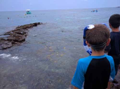 Schools of yellow fish just off shore at Honaunau Bay