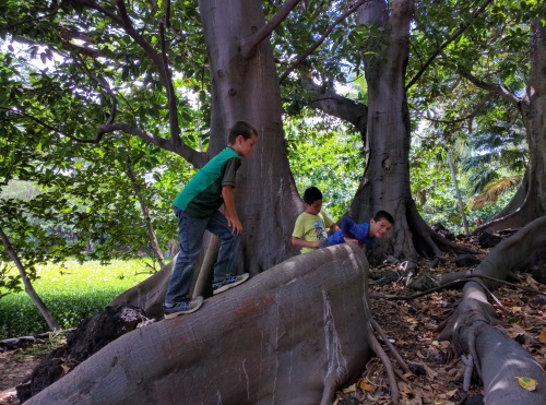 Giant roots of (fig?) trees near Punalu'u Beach, Big Island, HI